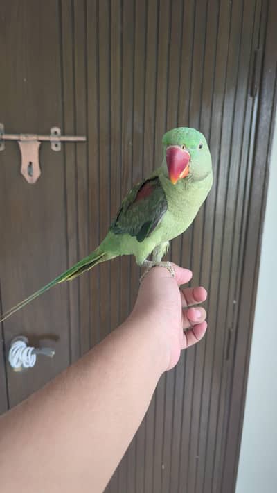Hand tamed 0-Bite | Monks, Ringnecks, Sun Conures, Kashmiri Pahari Etc