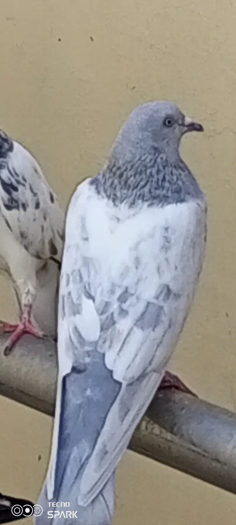 Teedy golden kamagar imamdren ferozpuri batairay Ali walay jaaldar — photo 2