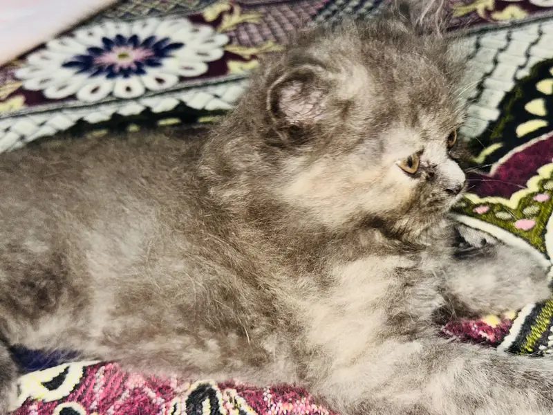 Triple coat | Punched Face | 45 days old | litter trained Kitten — photo 4