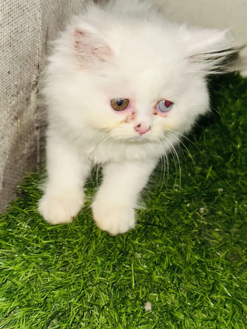 Triple coat | Punched Face | 45 days old | litter trained Kitten — photo 5