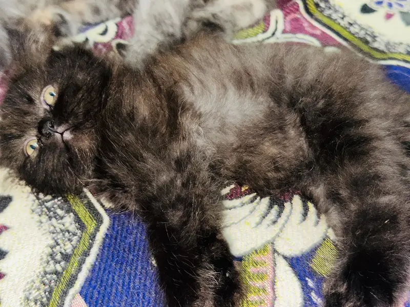 Triple coat | Punched Face | 45 days old | litter trained Kitten — photo 6