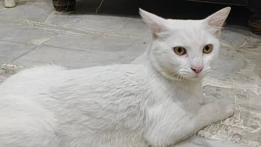 Khao manee cat  / male very beautiful  available, Rs only 6000
