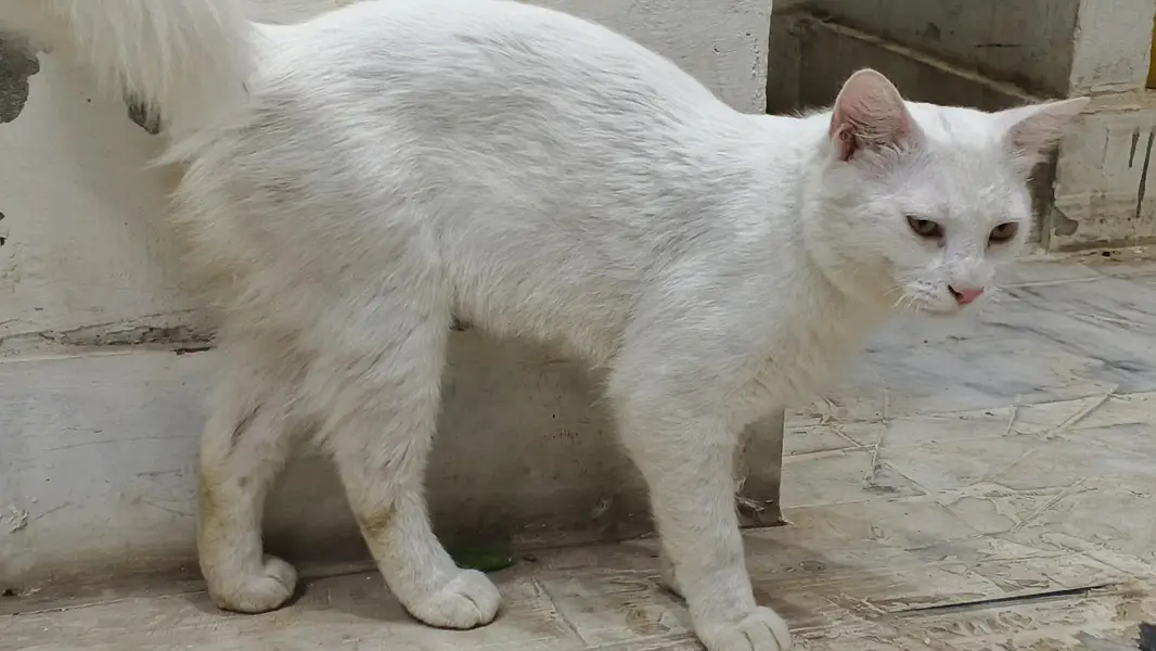 Khao manee cat  / male very beautiful  available, Rs only 6000 — photo 2