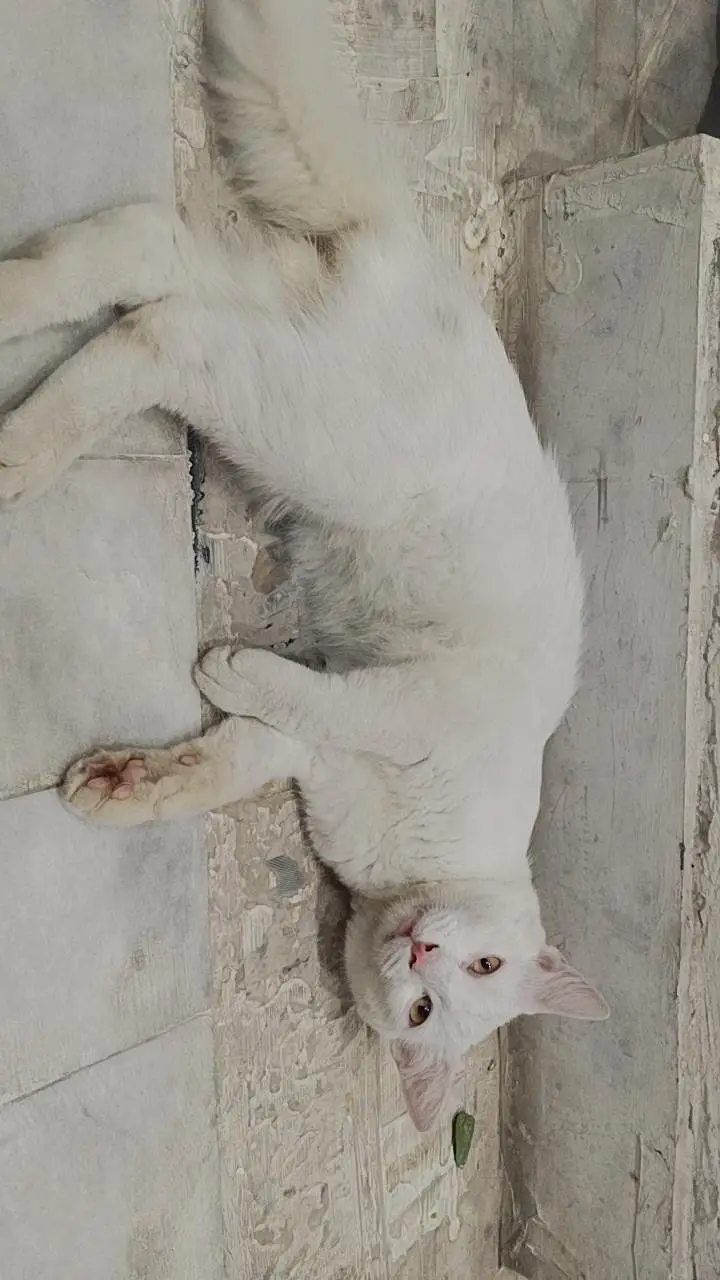 Khao manee cat  / male very beautiful  available, Rs only 6000 — photo 3