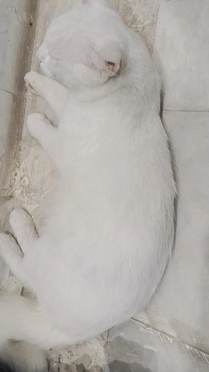 Khao manee cat  / male very beautiful  available, Rs only 6000 — photo 4