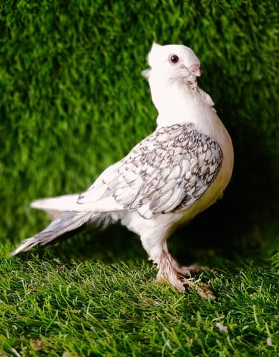 Sentinet Cherry  Female For Sale