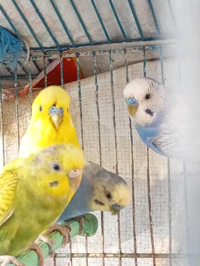 Australian (Budgies) parrot for sale