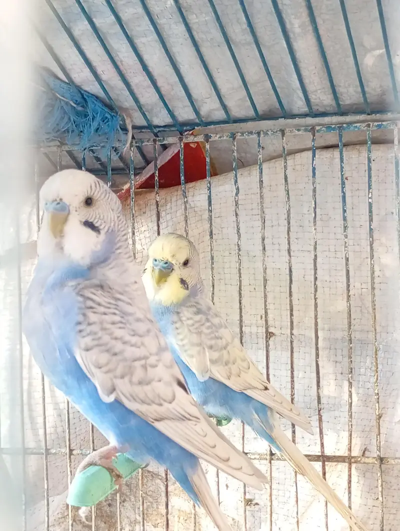 Australian (Budgies) parrot for sale — photo 2