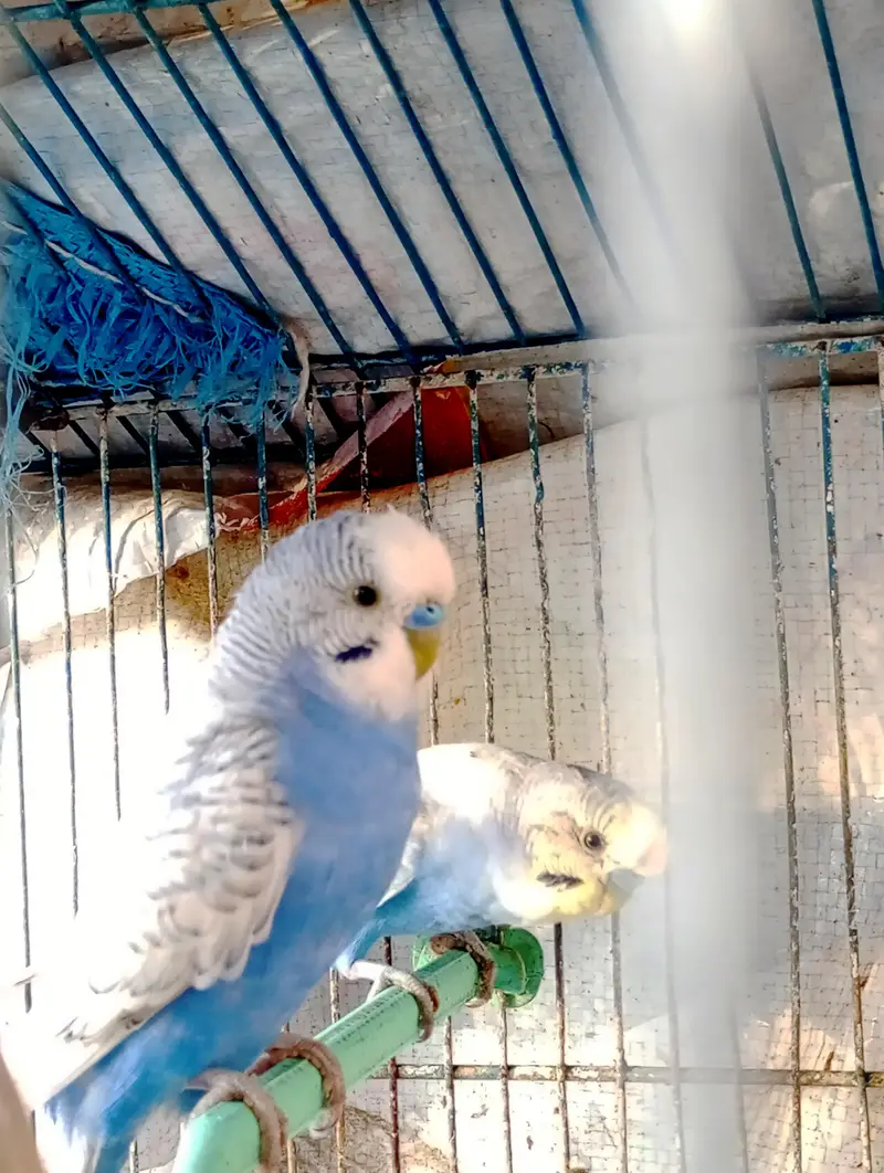 Australian (Budgies) parrot for sale — photo 3