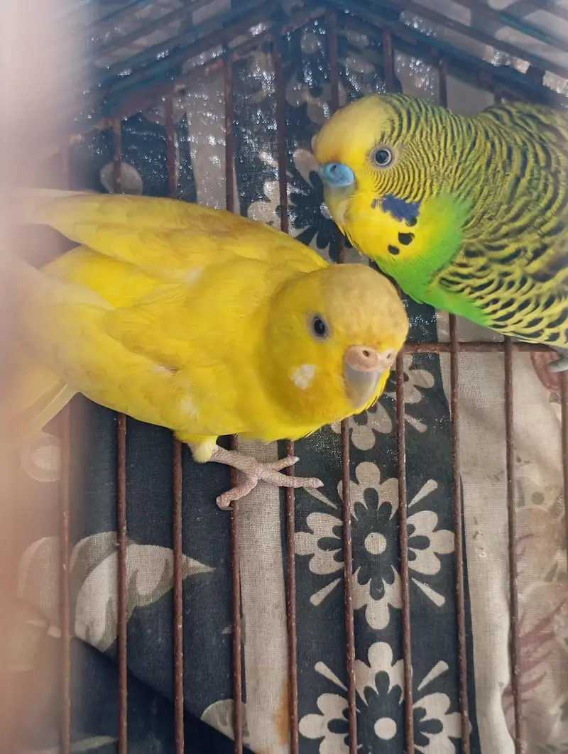 Australian (Budgies) parrot for sale — photo 4