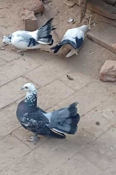 Lucky kabootar