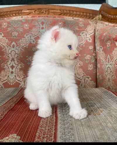 Persian kitten triple cot. for. . sale my WhatsApp03464290927