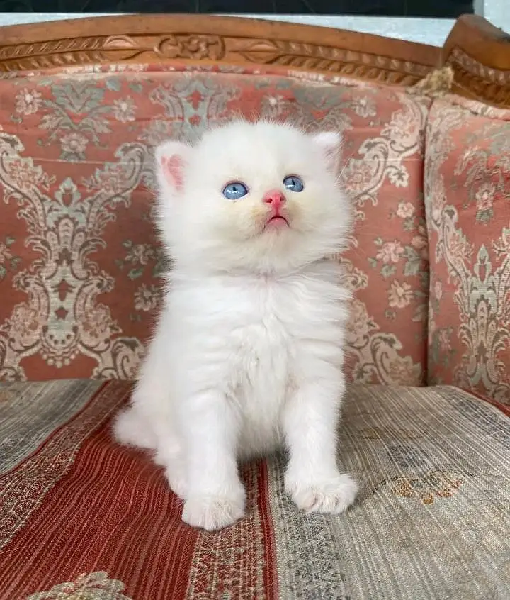 Persian kitten triple cot. for. . sale my WhatsApp03464290927 — photo 3