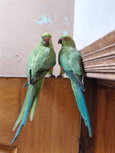 green parrot