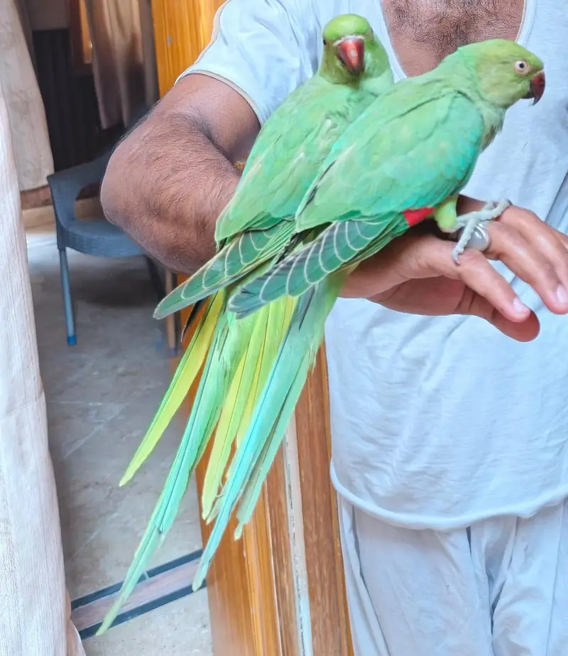 green parrot — photo 2