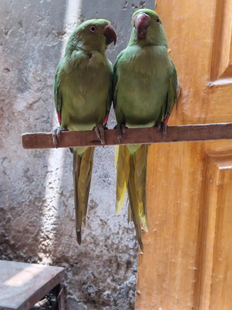 green parrot — photo 3