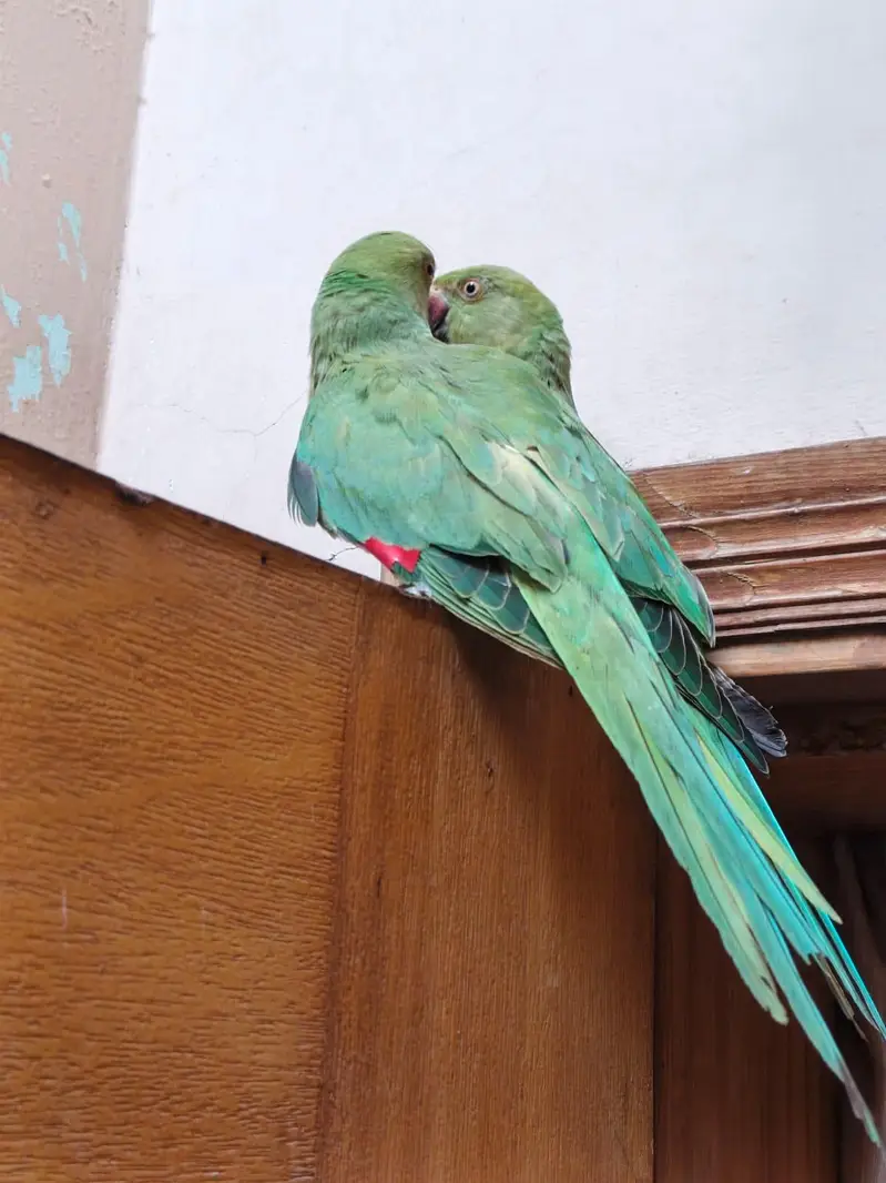green parrot — photo 4