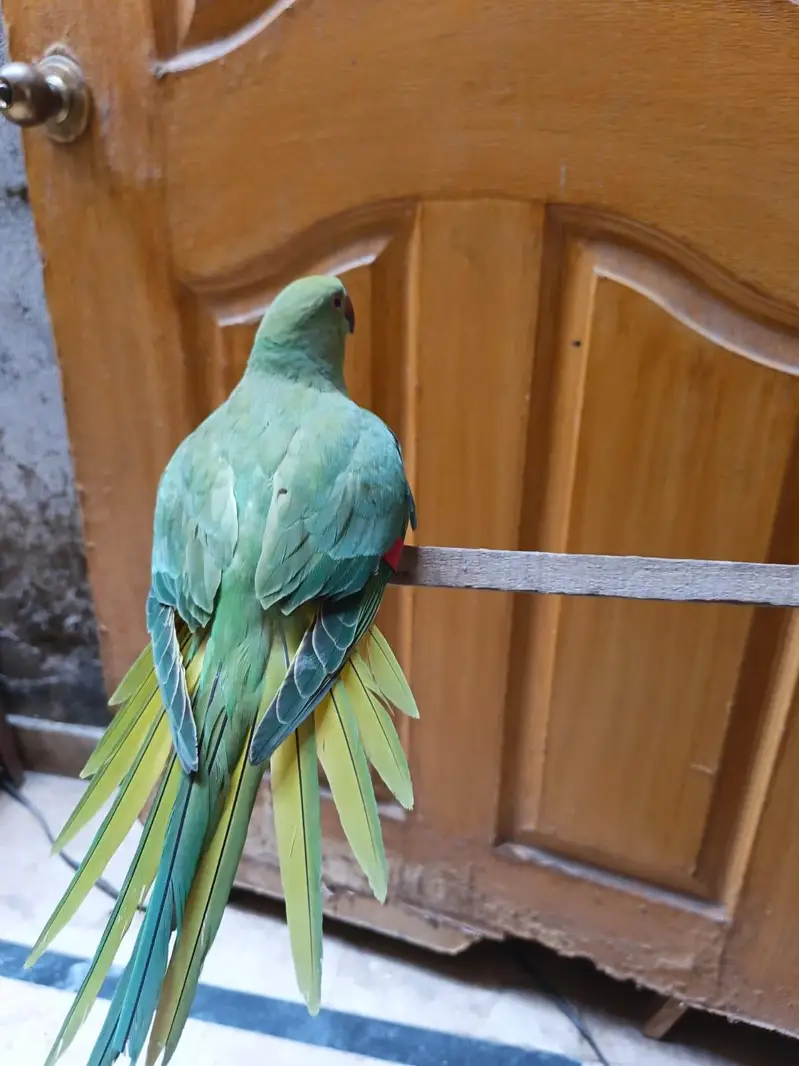 green parrot — photo 5