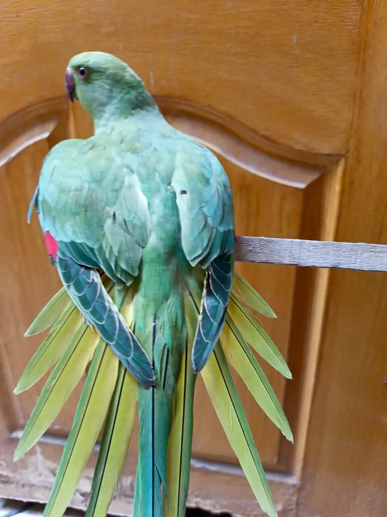 green parrot — photo 6