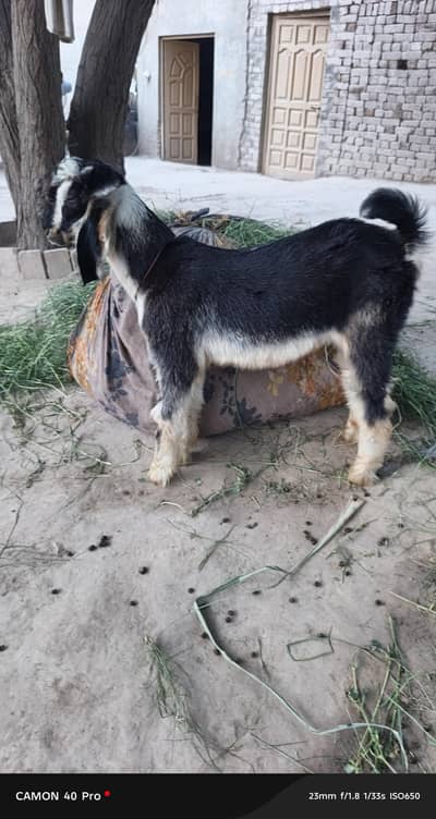 bakra