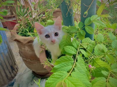 Persian Kitten For Sale