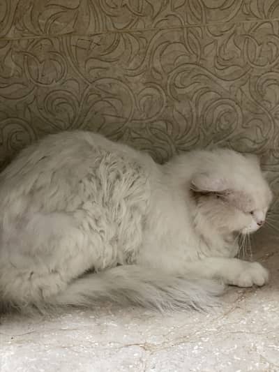 Persian male cat