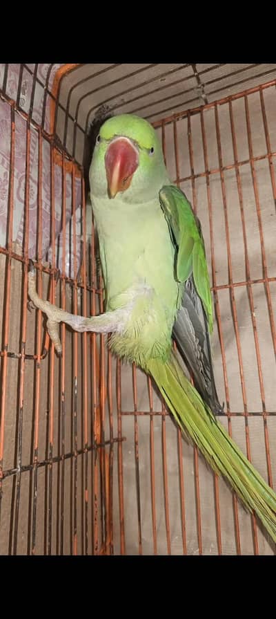 raw parrot female03269421886 WhatsApp