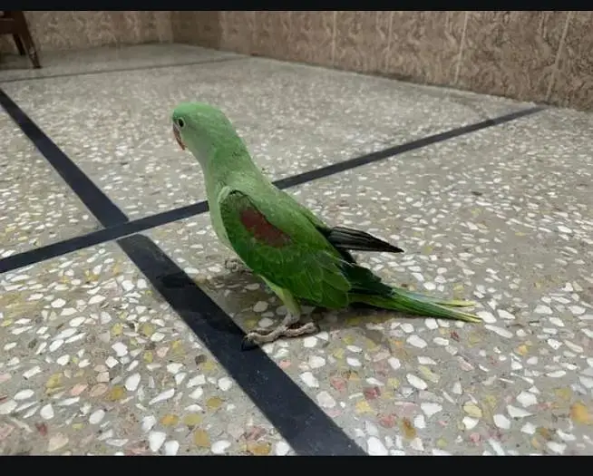 raw parrot female03269421886 WhatsApp — photo 2
