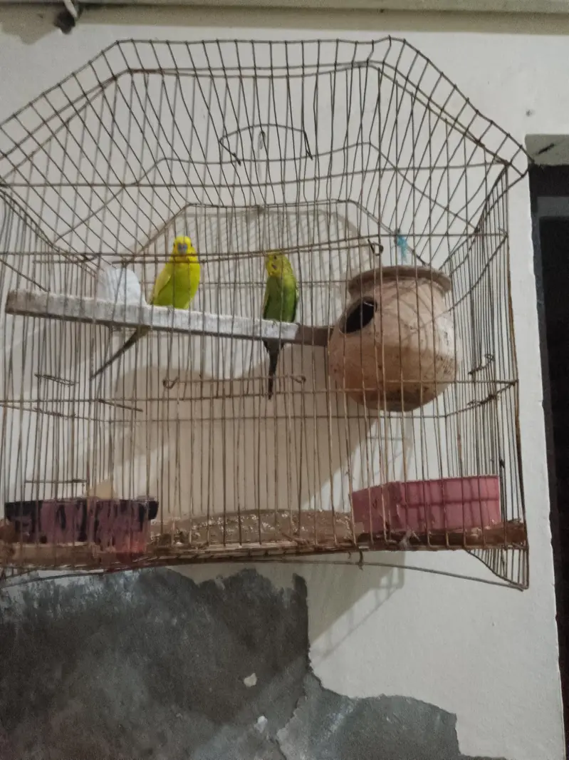 Breeder pair for sale — photo 2
