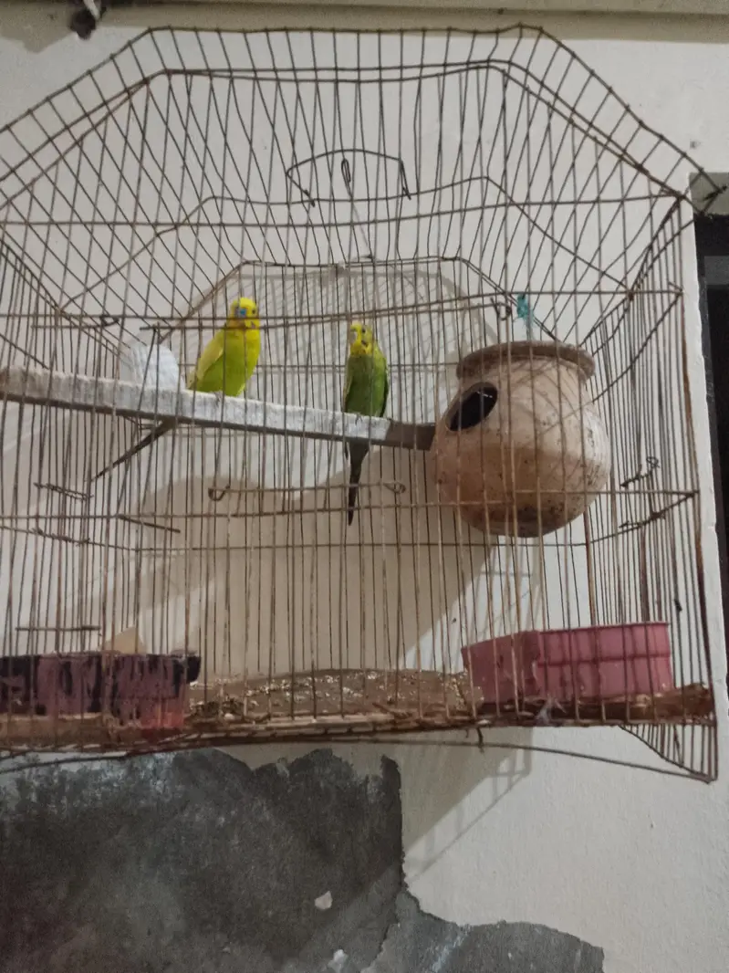 Breeder pair for sale — photo 3