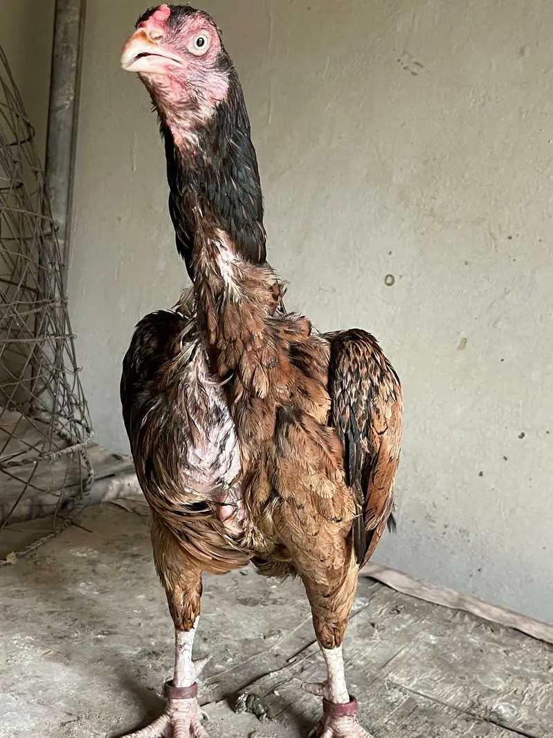 aseel mianwali — photo 2