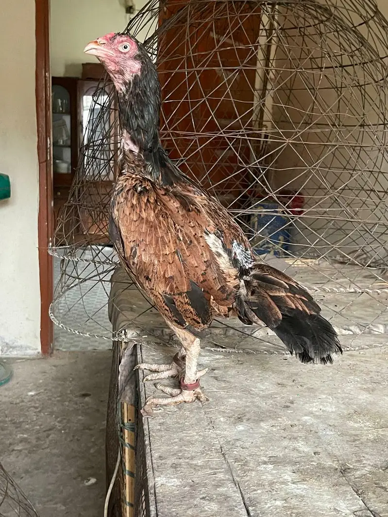 aseel mianwali — photo 8