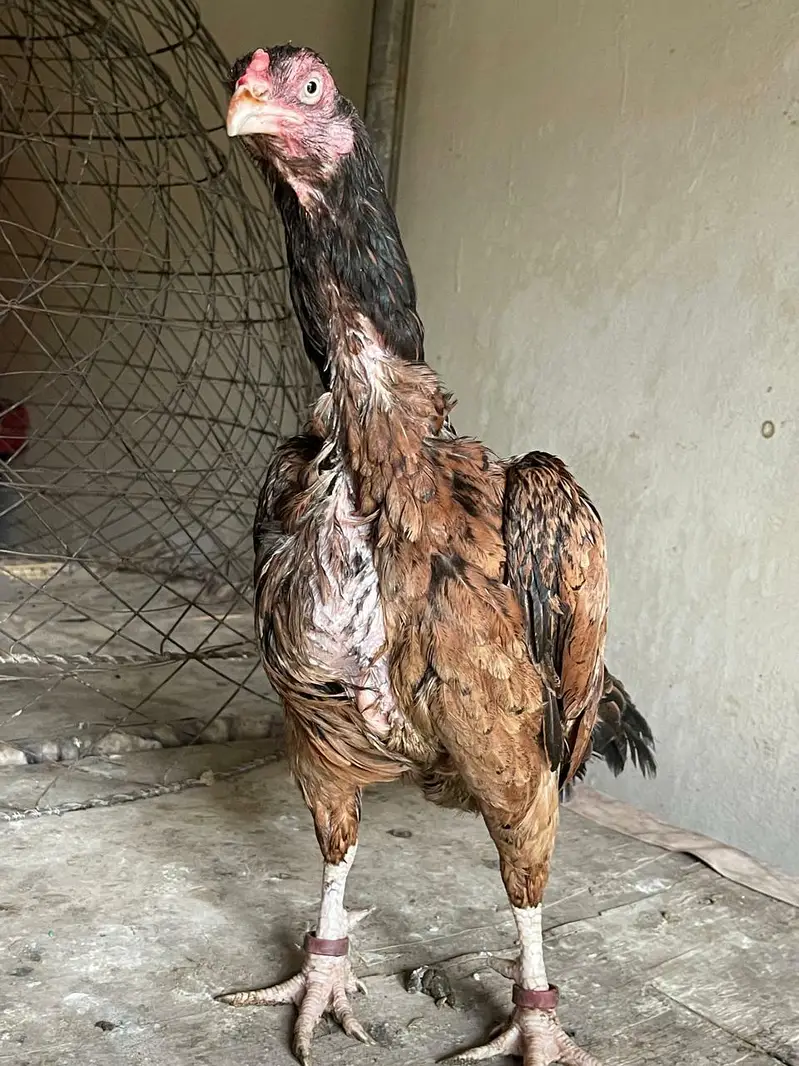 aseel mianwali — photo 9