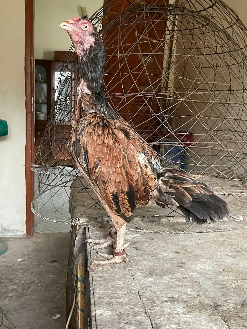 aseel mianwali — photo 10