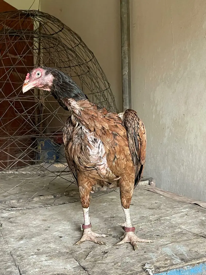 aseel mianwali — photo 11