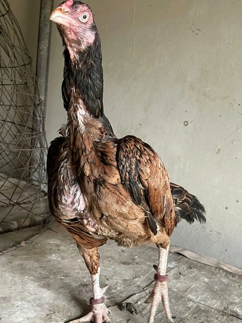 aseel mianwali — photo 12