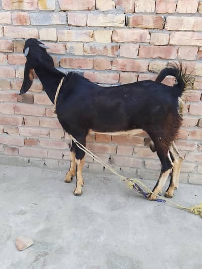 Bakra for urgent sale