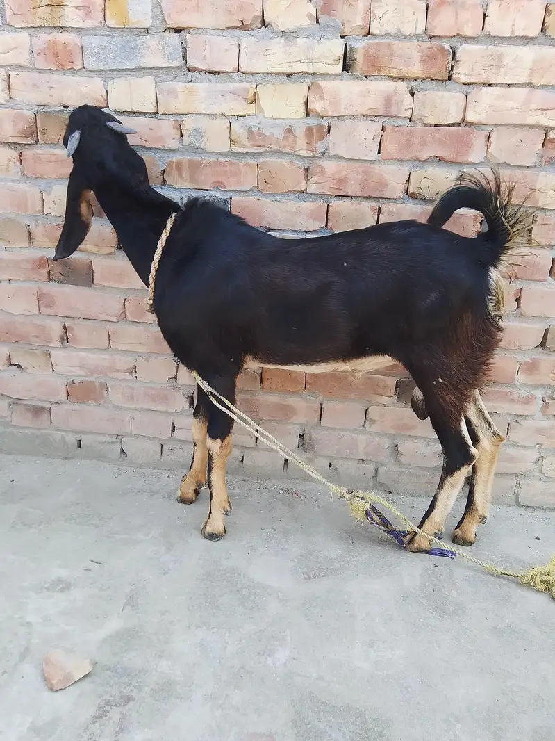 Bakra for urgent sale