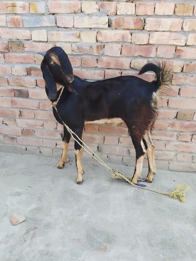 Bakra for urgent sale — photo 3