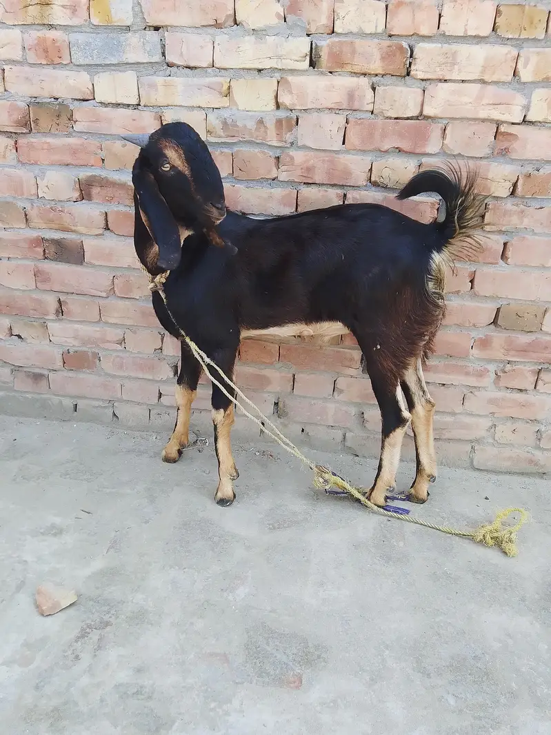 Bakra for urgent sale — photo 8