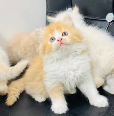 Persian cat for sale All color available