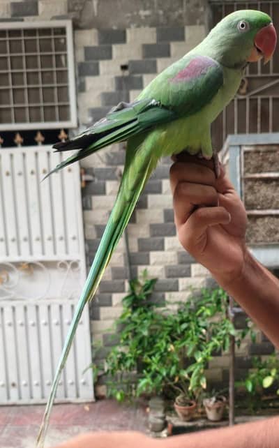 Tamed And Talking Female zero bite