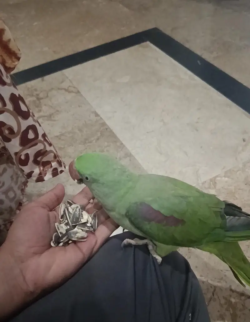 Tamed And Talking Female zero bite — photo 2