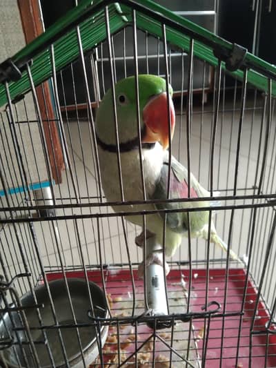 Talking Raw Parrot for sale