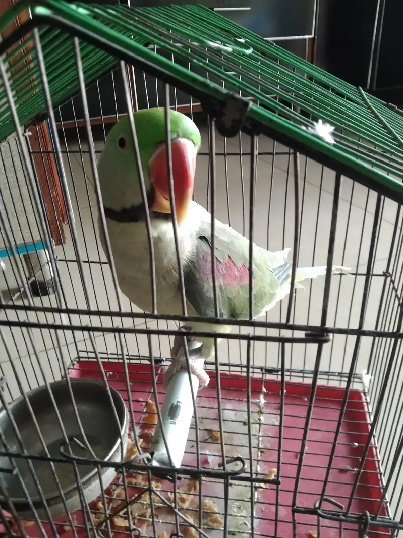 Talking Raw Parrot for sale — photo 2
