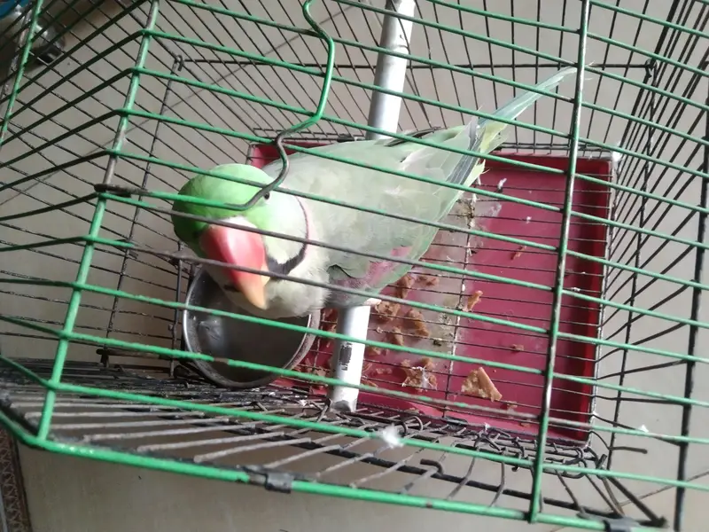 Talking Raw Parrot for sale — photo 3
