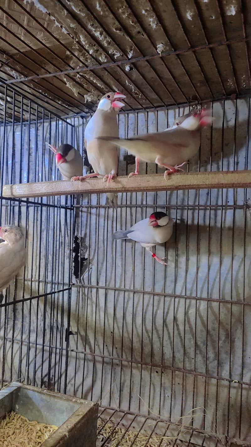 Fawn Java Breeder Pairs Dark Head 0