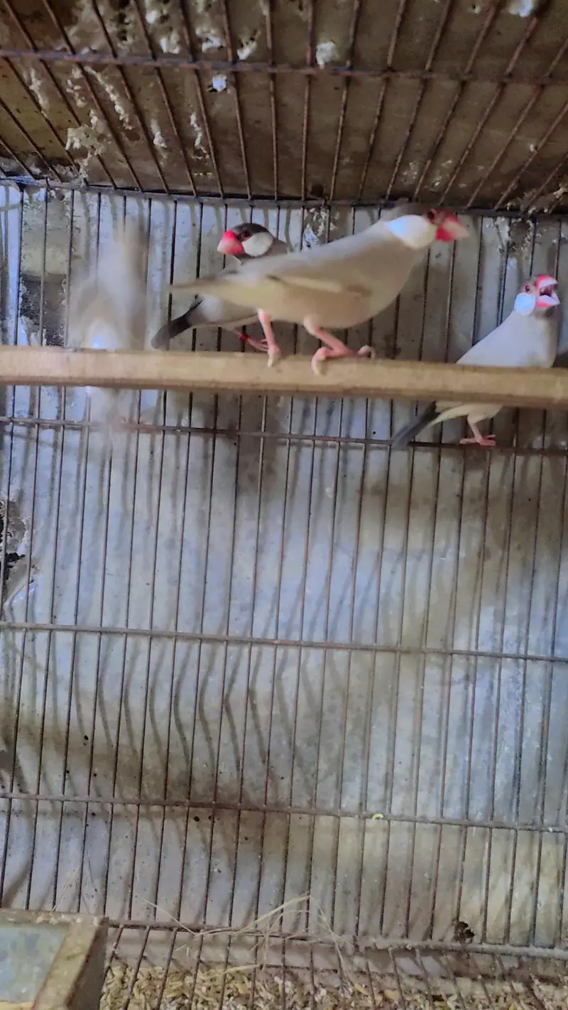 Fawn Java Breeder Pairs Dark Head — photo 3