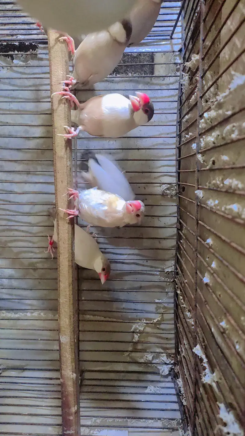 Fawn Java Breeder Pairs Dark Head — photo 6