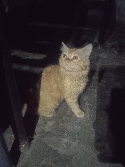 03033132164 manawala faisalabad